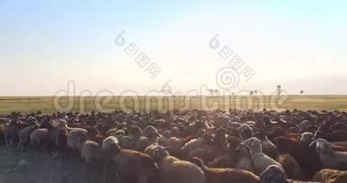 乌克兰<strong>草原羊</strong>群高度极低的观景台
